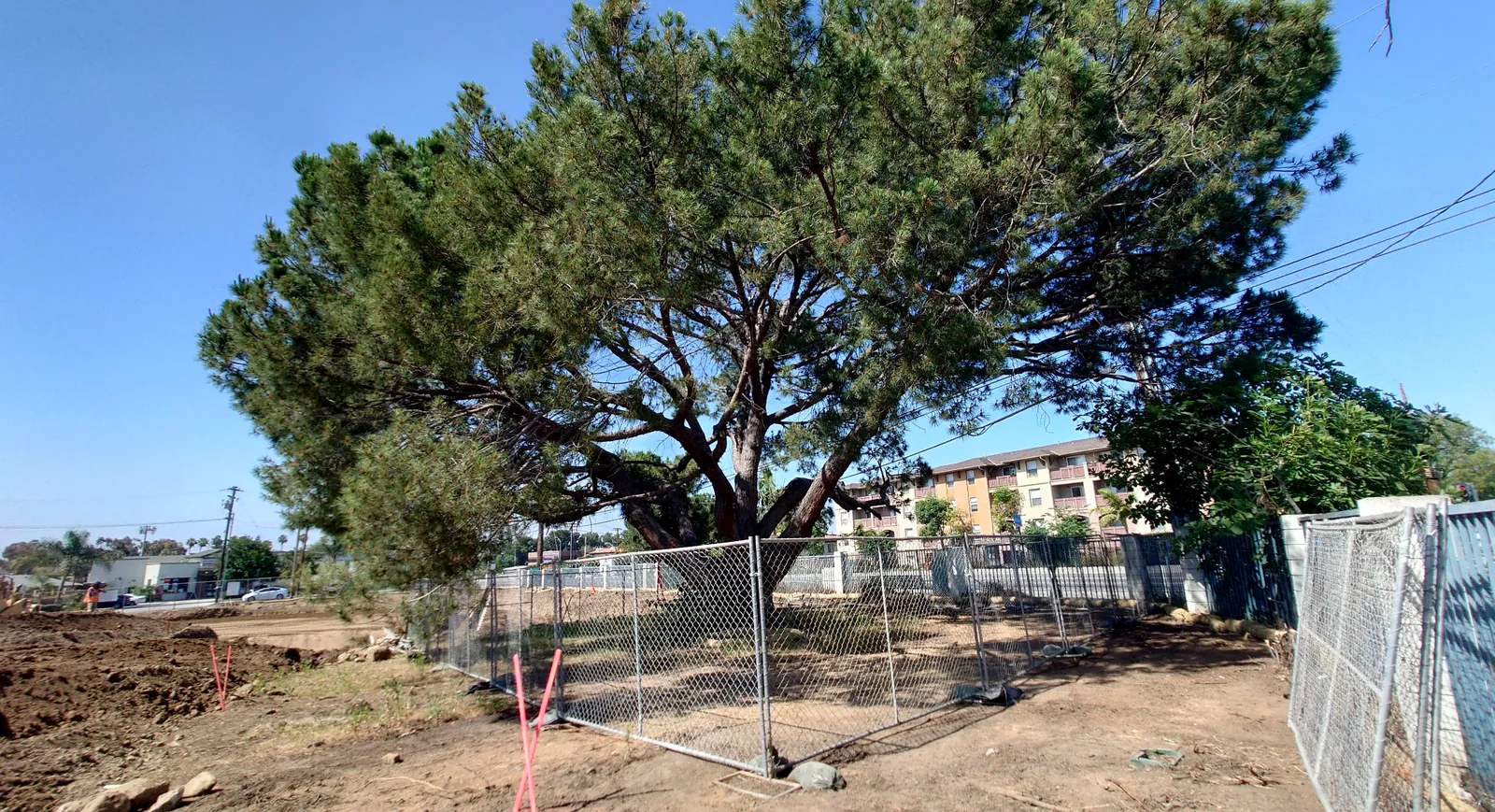 Large tree protected inside construction fencing near an active work area