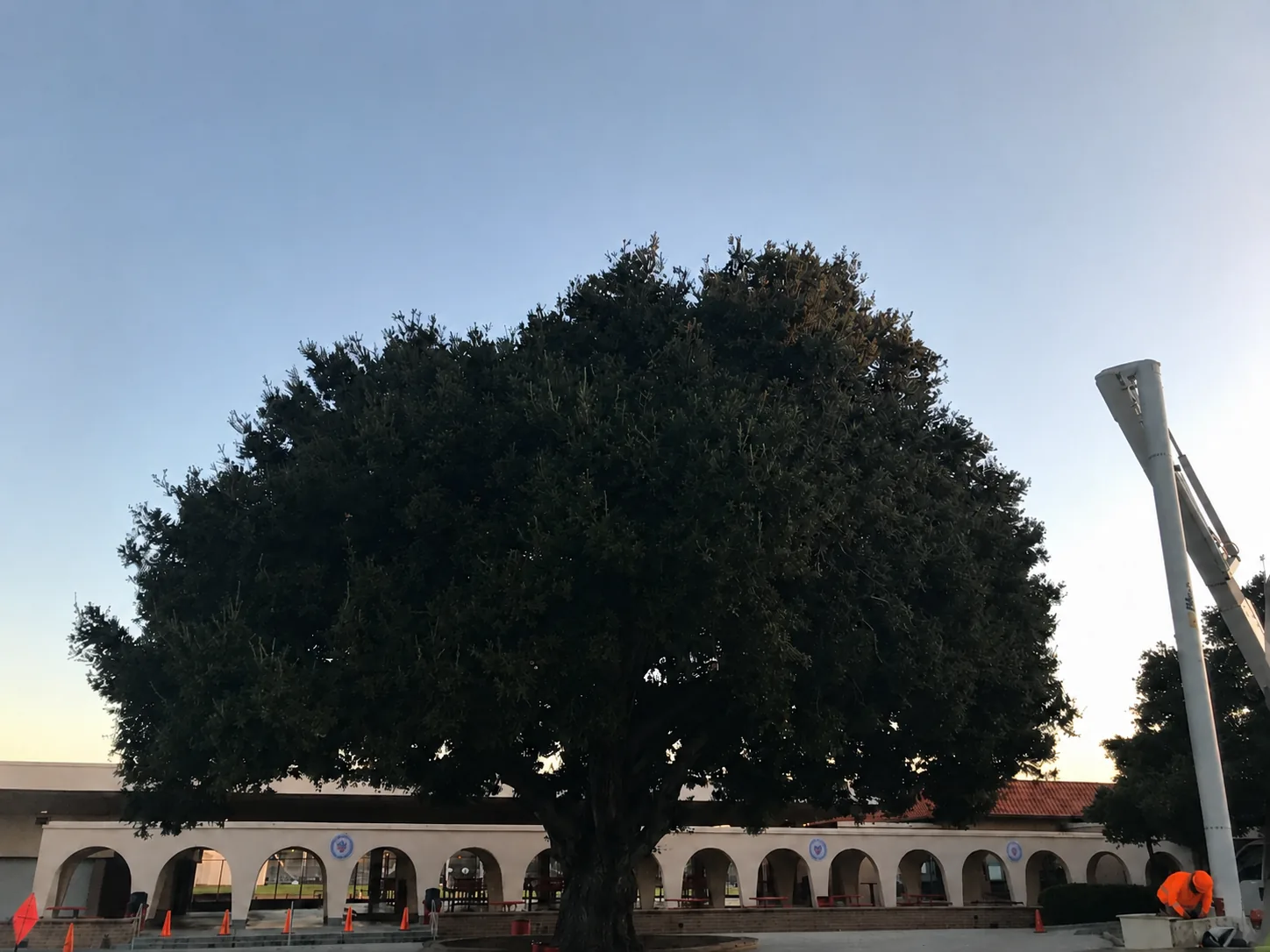 Large tree near a professional work zone with lift equipment and ground crew